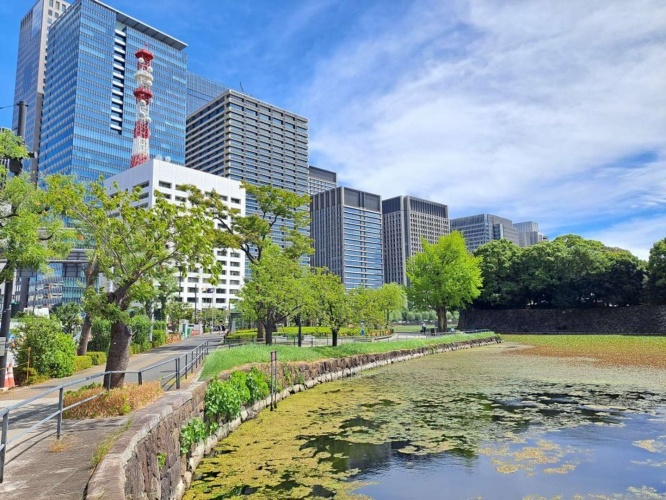 震災イチョウの周囲の光景。カーブの先端にある木が震災イチョウだ。