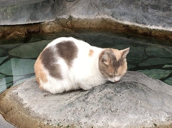 置き物かな？　水野旅館（唐津）さん（rutumix）のツイートより