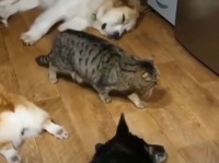 スリル満点？床で眠ている3匹の犬の間をすり抜ける猫のミッション・インポッシブル
