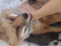 尻尾ふりふり、お腹丸出し。撫でて撫でてと甘えてくる人懐っこいキツネたち（アメリカ）