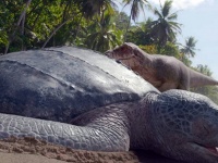 史上最大のウミガメ、白亜紀を生きたアーケロンの謎を解き明かす