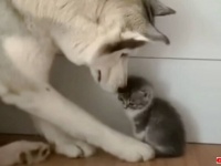 「だいじょうぶよ、私がそばにいるから」優しいハスキー、さびしんぼうの子猫に寄り添って慰める