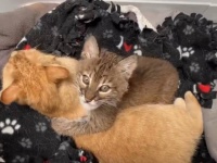 同じネコ科なら助けなきゃ。孤児のオオヤマネコのお世話をかって出た聖母イエネコ