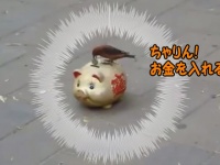 鳥を調教できるものはお金持ちになれる。貯金箱にお金を回収する鳥（中国）