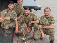 イギリス海軍兵らが、海外駐留中に出会った野良の子犬を母国に連れ帰る計画