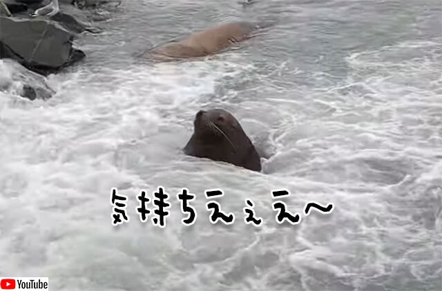 入浴シーン：気持ちよさそうに天然のスパにつかるアシカがいる風景（アラスカ）