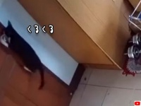 回せるんかい！ドアノブを回転させて開けるハイレベルなスキルを持っている猫