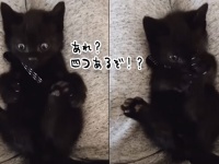あれれ！？自分の足が4本あることに気付いた子猫の反応