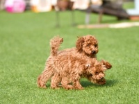 「子犬が吠えると『うるさ～い』『だまれぇ！』と叫ぶ近所のブリーダー。その声が犬なんかより断然うるさい」（東京都・30代女性）