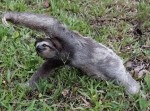 「なまけないナマケモノ」が海外で話題に