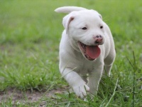 犬のフン踏むなら右足？左足？世界の迷信がいろいろ面白すぎる