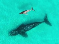 クジラが別種のクジラの子を養子に？仲良く寄り添って泳いでいる姿を確認