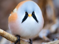 なんというインテリジェント・デザイン！立派なヒゲをはやしたように見える鳥「ヒゲガラ」