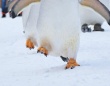 〝ペンギン歩き〟してない...だと？　元気いっぱい雪中進むペンギン行列に1.6万人驚がく「ここまで足あがるんですね」