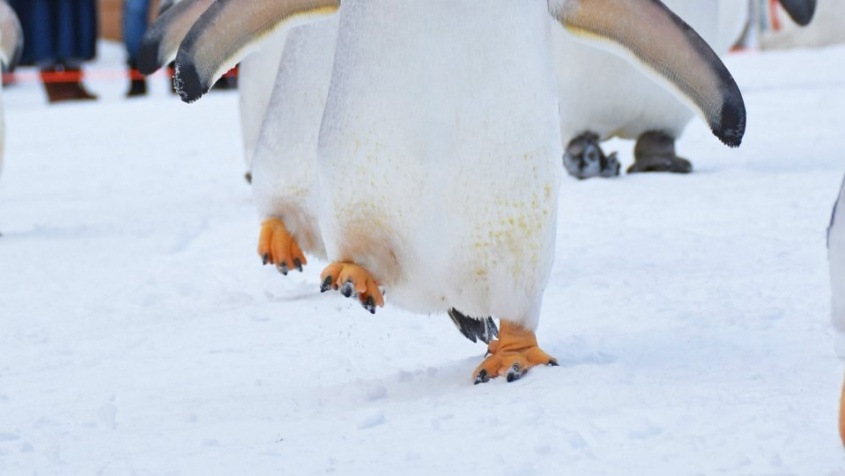 〝ペンギン歩き〟してない...だと？　元気いっぱい雪中進むペンギン行列に1.6万人驚がく「ここまで足あがるんですね」