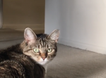 「お主は何者にゃんだ」自分の影と睨めっこする猫の威嚇具合が面白すぎる！