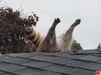 アライグマ、屋根に刺さる。あらゆる工具を使い救出に成功