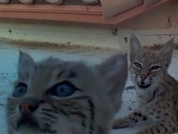 ボブキャット母さんが毎年屋根で出産。今年はカメラ設置してみた。その様子に関する海外の反応