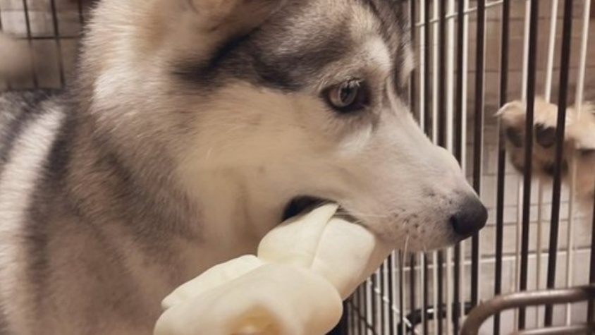 壁じゃなくて「骨」に情熱を向けて！　破壊が好きなシベハスちゃん、ビッグなプレゼントをゲットする