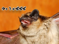 コウモリはメタラー。低音のうなり声「デスボイス」で仲間とコミュニケーションをとっていた