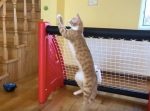 猫にゴールキーパーやらせたら神セーブ連発！！