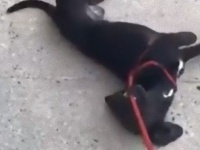 ま…まさかこれは帰り道？！散歩から帰りたくない犬、ドラマチックに死んだふりをする