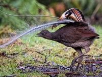 完コピですやん！赤ちゃんの泣き声からチェーンソーまで究極の再現度で音真似する鳥、コトドリ