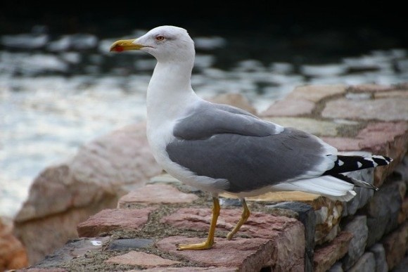 seagull-4950418_640_e