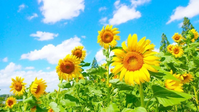 夏が来た！（画像はイメージ）