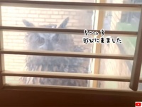 遊びに来てやったぞ。ニューヨーク名物の脱走フクロウが、高層マンションの窓際にやってきて住民歓喜