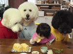 プードル３匹と女の子１人が同じお菓子を一緒に食べている光景が微笑ましい