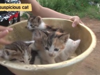 えっ、自分の子供たちじゃなかったの？母猫に育児放棄された子猫たちを引き取る猫