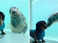 犬と海の犬（アザラシ）が仲間になった！ガラス越しから友情がしっかり届いているよ（イギリス）