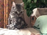 「これで子猫たちの回収完了！」最後の1匹をベッドに運び終えたお母さん猫のミッションコンプリート