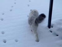 愛猫「できるだけ雪に触りたくニャい！」3匹目のラグドール、前を行く猫の足跡を正確になぞる