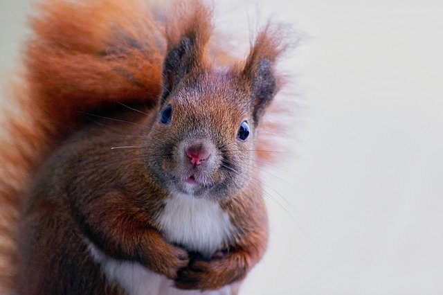 squirrel-3815235_640