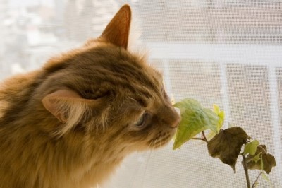 カワイイ系？　それともカッコいい系？　働く女性が好きな「アニマル系男子」6選