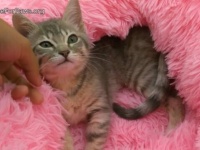 Hope For Paws～川に取り残された子猫を救え！足をケガした子猫の救出に無事成功