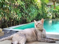 ホテルを探すなら猫付きで！猫が常駐する世界のホテルを紹介「Hotels With Cats (猫がいるホテル)」