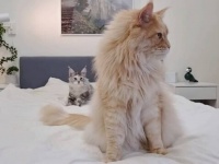 メインクーンの伯父ちゃん「安眠妨害する子はこうニャ！」と子猫を叱ったら、逆に喜ばれてしまった件