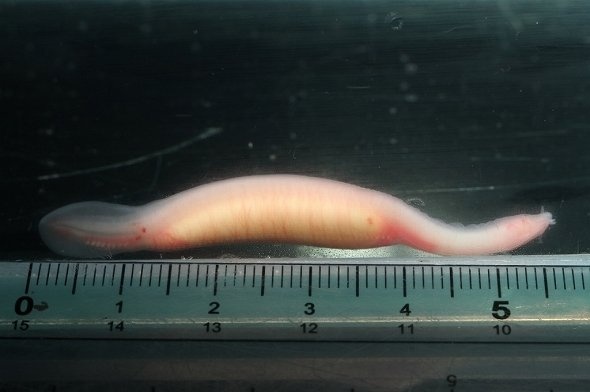 生まれたてのヌタウナギはピンク色だ