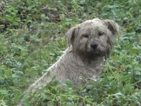 台風で子犬たちと離ればなれになってしまった犬を助けたい！地域住民が協力して母犬を保護