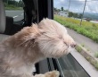 元の可愛いお顔はどこへ！？強風を受けるワンちゃんの動画が話題