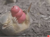 おもちゃで遊ぶケナガアルマジロの赤ちゃんがかわいすぎた