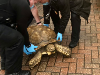 テレポート疑惑も浮上。失踪した巨大な亀が自宅から1.6キロ離れた場所で警察に捕まる