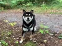 ちょっと突然隠れないでよ！散歩中にご主人消えちゃった、どこー？な柴犬