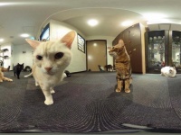 にゃんこが飼えない人にもおすすめ