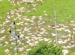 【中国】大雨により１万６０００匹のブタが溺死！　まるで地獄絵図…