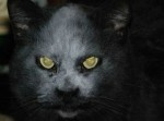 悪魔に憑かれた“化け猫”を激写か！？　と思いきや…