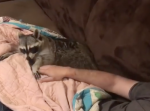 やめないで！撫でるのをやめようとすると、止めようとするアライグマが可愛い